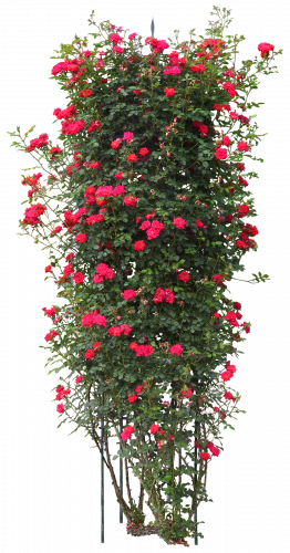 red petaled flowers quercus suber tree plant rose